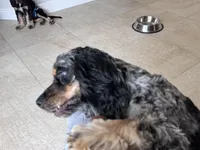 Achilles, a male Cocker Spaniel for sale in West Palm Beach, FL – Photo 3 of 3