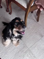 Goliath, a male Cocker Spaniel for sale in West Palm Beach, FL – 4 of 5