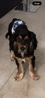 Goliath, a male Cocker Spaniel for sale in West Palm Beach, FL – 5 of 5