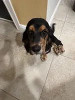 Goliath, a male Cocker Spaniel for sale in West Palm Beach, FL – 3 of 5