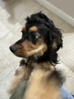 Goliath, a male Cocker Spaniel for sale in West Palm Beach, FL – Photo 3 of 3