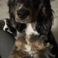Tiny, a female Cocker Spaniel for sale in West Palm Beach, FL – Photo 1 of 2