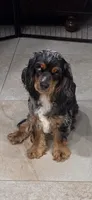 Tiny, a female Cocker Spaniel for sale in West Palm Beach, FL – 4 of 4