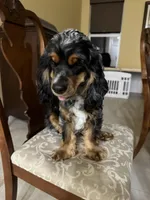 Tiny, a female Cocker Spaniel for sale in West Palm Beach, FL – 3 of 4