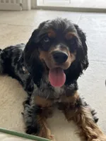 Tiny, a female Cocker Spaniel for sale in West Palm Beach, FL – Photo 2 of 2