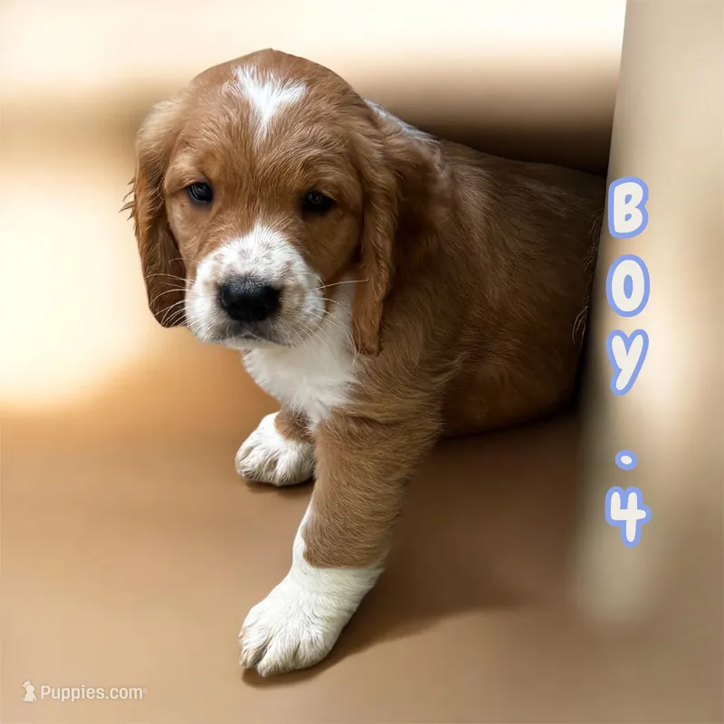 Boy 2 – Golden Retriever puppy for sale in Missouri, MO
