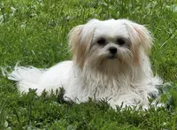 Cruz, a male Mi-ki for sale in Missouri, MO – 3 of 6