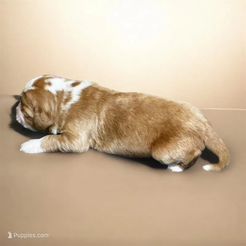 Boy 2 – Clumber Spaniel, Golden Retriever puppy for sale in Missouri, MO
