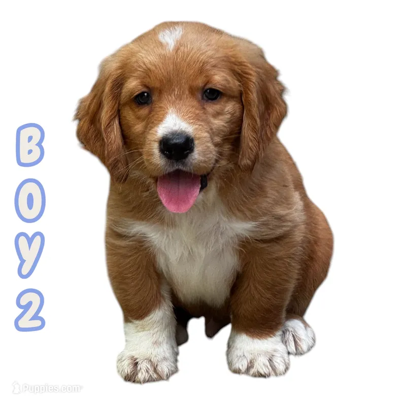 Boy 1 – Clumber Spaniel, Golden Retriever puppy for sale in Missouri, MO