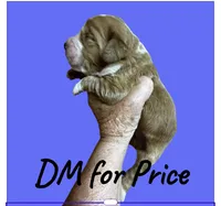Boy 2, a male Clumber Spaniel and Golden Retriever for sale in Missouri, MO – 5 of 5