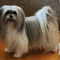 Cruz, a male Mi-ki for sale in Missouri, MO – 2 of 6