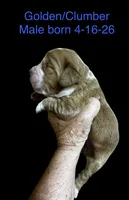 Boy 2, a male Clumber Spaniel and Golden Retriever for sale in Missouri, MO – 4 of 5
