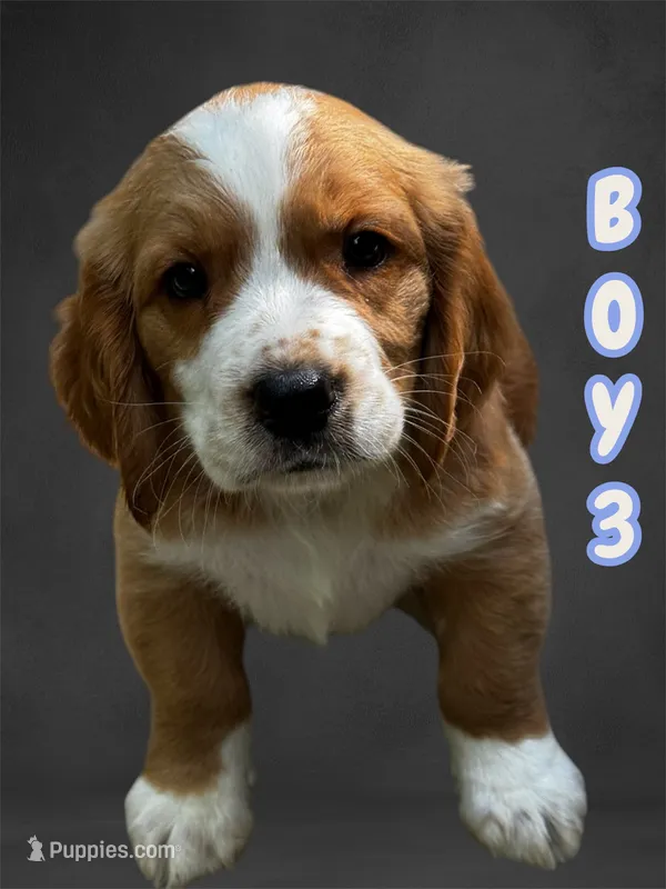 Boy 3 – Clumber Spaniel, Golden Retriever puppy for sale in Missouri, MO