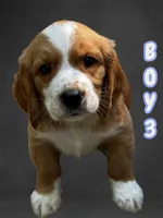 Boy 3, a male Clumber Spaniel and Golden Retriever for sale in Missouri, MO – 1 of 1