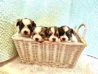 Cruz, a male Mi-ki for sale in Missouri, MO – 6 of 6