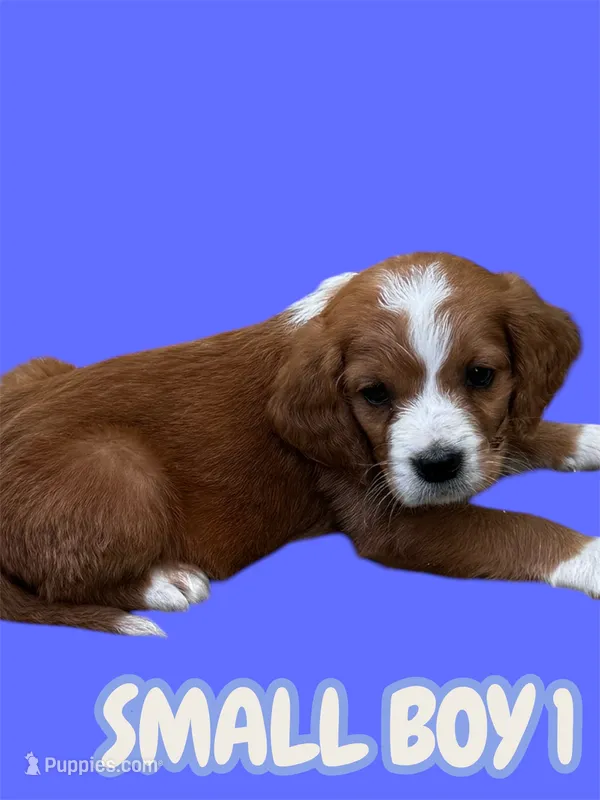 Boy 1 – Clumber Spaniel, Golden Retriever puppy for sale in Missouri, MO