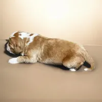 Boy 1, a male Clumber Spaniel and Golden Retriever for sale in Missouri, MO – 4 of 5