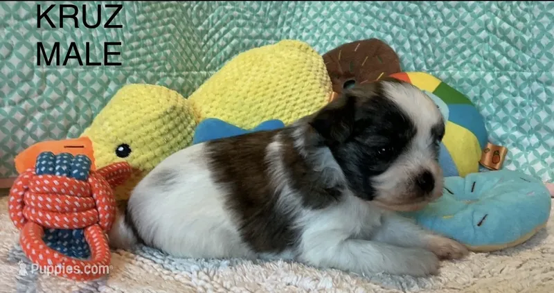 Cruz – Mi-ki puppy for sale in Missouri, MO
