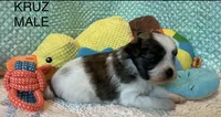 Cruz, a male Mi-ki for sale in Missouri, MO – 1 of 6