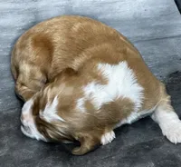 Boy 2, a male Clumber Spaniel and Golden Retriever for sale in Missouri, MO – 2 of 5