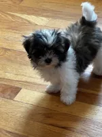 Cruz, a male Mi-ki for sale in Missouri, MO – 4 of 6