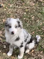Zero , a male Miniature Australian Shepherd for sale in Tulsa, OK – Photo 1 of 4