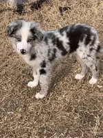 Zero , a male Miniature Australian Shepherd for sale in Tulsa, OK – Photo 3 of 4
