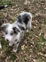 Zero , a male Miniature Australian Shepherd for sale in Tulsa, OK – Photo 4 of 4