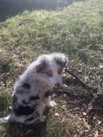 Zero , a male Miniature Australian Shepherd for sale in Tulsa, OK – Photo 2 of 4