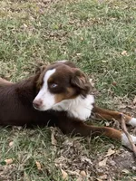 Mufasa - rehome, a male Miniature Australian Shepherd for sale in Tulsa, OK – Photo 3 of 3