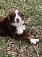 Mufasa - rehome, a male Miniature Australian Shepherd for sale in Tulsa, OK – Photo 1 of 3