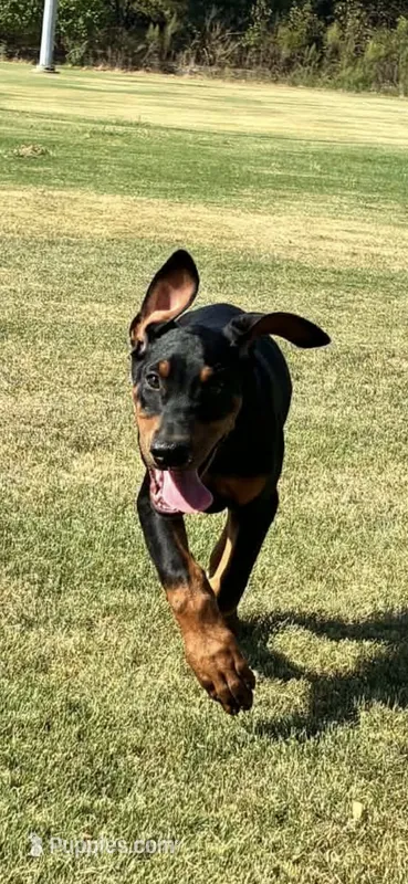 Black and Rust Female – Doberman Pinscher puppy for sale in Dallas, TX