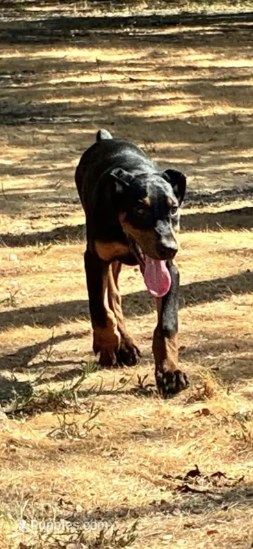 Black and Rust Male – Doberman Pinscher puppy for sale in Dallas, TX