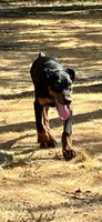 Black and Rust Male, a male Doberman Pinscher for sale in Dallas, TX – 1 of 2