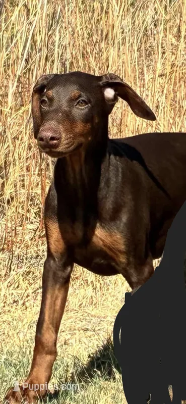 Brown Girl – Doberman Pinscher puppy for sale in Dallas, TX
