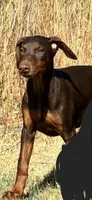 Brown Girl, a female Doberman Pinscher for sale in Dallas, TX – 1 of 5