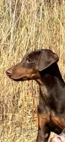 Brown Girl, a female Doberman Pinscher for sale in Dallas, TX – 3 of 5