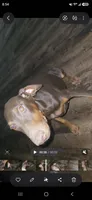 Brown Girl, a female Doberman Pinscher for sale in Dallas, TX – 2 of 5