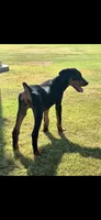 Black and Rust Female, a female Doberman Pinscher for sale in Dallas, TX – 3 of 3