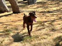 Brown Girl, a female Doberman Pinscher for sale in Dallas, TX – 5 of 5