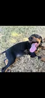 Black and Rust Female, a female Doberman Pinscher for sale in Dallas, TX – 2 of 3