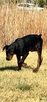 Black and Rust Male, a male Doberman Pinscher for sale in Dallas, TX – 2 of 2