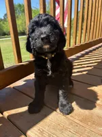 RED, a male Bernedoodle for sale in Huntsville, TX – Photo 3 of 3