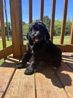 RED, a male Bernedoodle for sale in Huntsville, TX – Photo 2 of 3