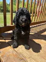 RED, a male Bernedoodle for sale in Huntsville, TX – Photo 1 of 3