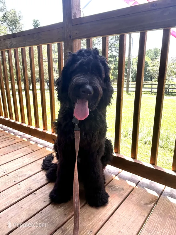 ELVIS  – Bernedoodle puppy for sale in Huntsville, TX