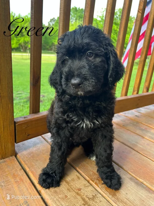 Green  – Bernedoodle puppy for sale in Huntsville, TX