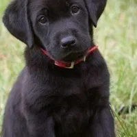 Pork chops , a male Labrador Retriever for sale in Whiteville, NC – Photo 5 of 10