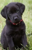Pork chops , a female Labrador Retriever for sale in Whiteville, NC – Photo 5 of 10