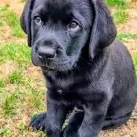 Pork chops , a male Labrador Retriever for sale in Whiteville, NC – Photo 4 of 10